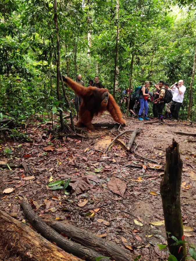 Travelodge Bukit Lawang